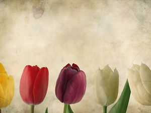 Preview wallpaper tulips, flowers, petals, background