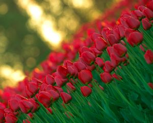Preview wallpaper tulips, flowers, photography, sharpness, angle