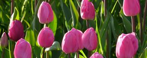 Preview wallpaper tulips, flowers, pink, flower bed