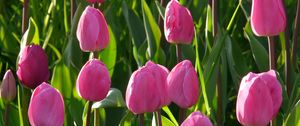 Preview wallpaper tulips, flowers, pink, flower bed