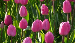 Preview wallpaper tulips, flowers, pink, flower bed
