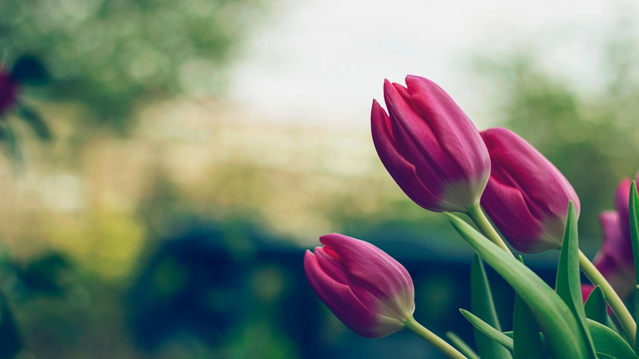 Wallpaper tulips, flowers, pink