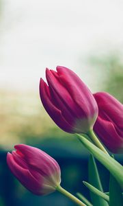 Preview wallpaper tulips, flowers, pink