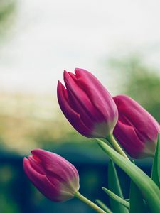 Preview wallpaper tulips, flowers, pink