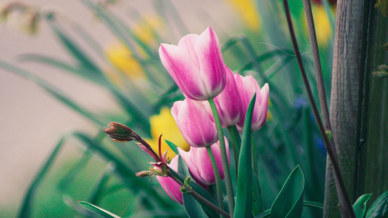 Wallpaper tulips, flowers, pink, bloom, flower bed