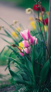 Preview wallpaper tulips, flowers, pink, bloom, flower bed