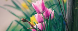 Preview wallpaper tulips, flowers, pink, bloom, flower bed