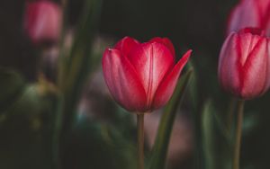 Preview wallpaper tulips, flowers, pink, bloom, plant