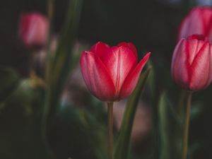 Preview wallpaper tulips, flowers, pink, bloom, plant