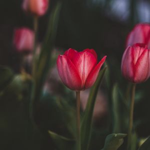 Preview wallpaper tulips, flowers, pink, bloom, plant