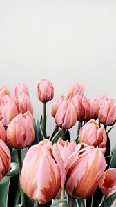 Preview wallpaper tulips, flowers, pink, bloom
