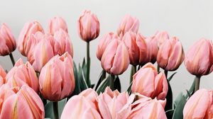 Preview wallpaper tulips, flowers, pink, bloom