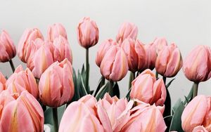 Preview wallpaper tulips, flowers, pink, bloom