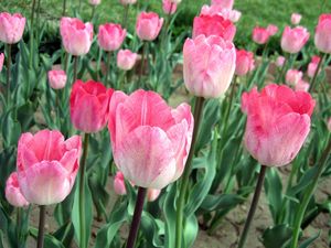 Preview wallpaper tulips, flowers, pink, bed, green