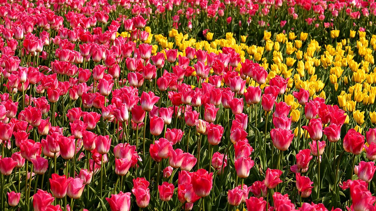 Wallpaper tulips, flowers, pink, yellow, flowerbed