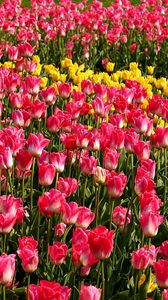 Preview wallpaper tulips, flowers, pink, yellow, flowerbed