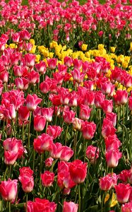 Preview wallpaper tulips, flowers, pink, yellow, flowerbed