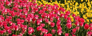 Preview wallpaper tulips, flowers, pink, yellow, flowerbed