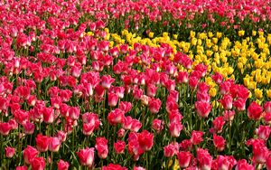 Preview wallpaper tulips, flowers, pink, yellow, flowerbed
