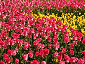 Preview wallpaper tulips, flowers, pink, yellow, flowerbed