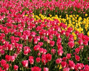 Preview wallpaper tulips, flowers, pink, yellow, flowerbed