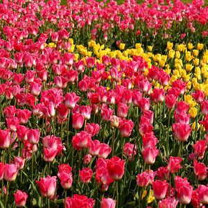 Preview wallpaper tulips, flowers, pink, yellow, flowerbed