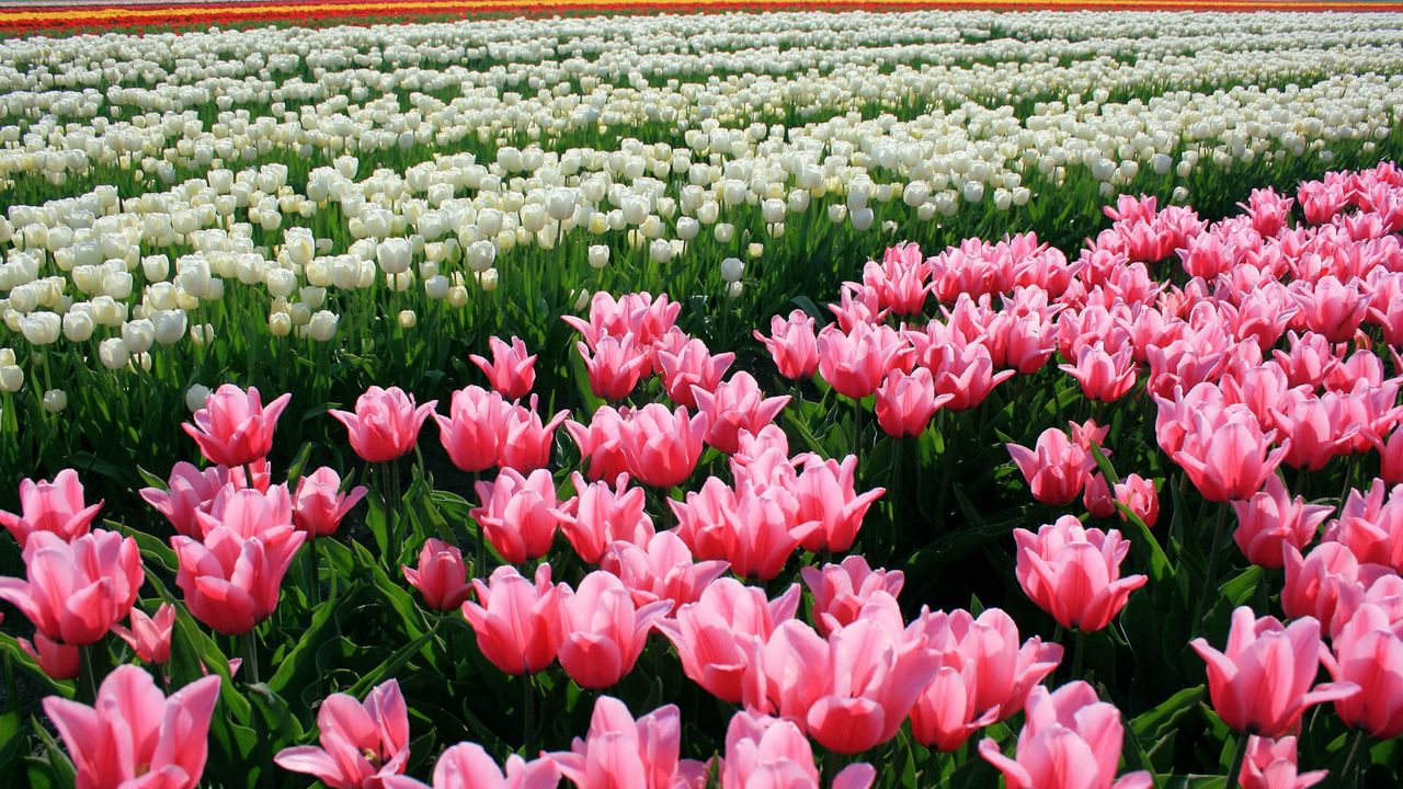 Wallpaper tulips, flowers, pink, flower bed