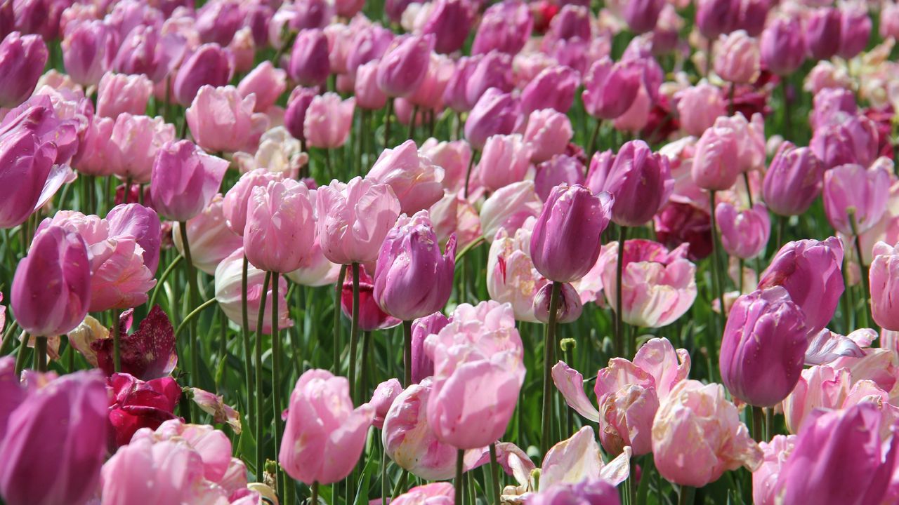 Wallpaper tulips, flowers, pink