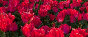 Preview wallpaper tulips, flowers, pink, spring