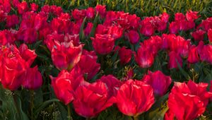 Preview wallpaper tulips, flowers, pink, spring
