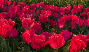 Preview wallpaper tulips, flowers, pink, spring