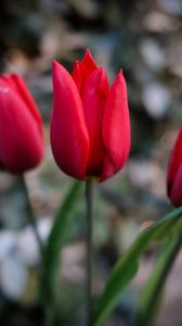Preview wallpaper tulips, flowers, plant, red