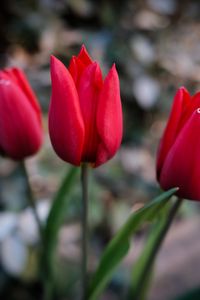 Preview wallpaper tulips, flowers, plant, red