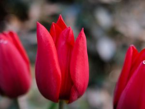 Preview wallpaper tulips, flowers, plant, red