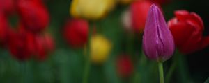 Preview wallpaper tulips, flowers, plant, bright