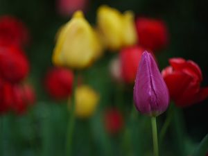 Preview wallpaper tulips, flowers, plant, bright