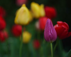 Preview wallpaper tulips, flowers, plant, bright