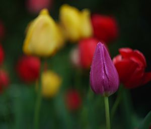 Preview wallpaper tulips, flowers, plant, bright