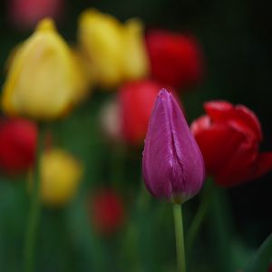 Preview wallpaper tulips, flowers, plant, bright