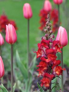 Preview wallpaper tulips, flowers, plant, stalk