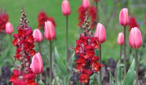 Preview wallpaper tulips, flowers, plant, stalk