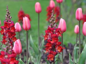 Preview wallpaper tulips, flowers, plant, stalk