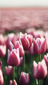 Preview wallpaper tulips, flowers, plantation, greenery