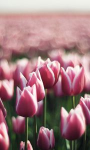 Preview wallpaper tulips, flowers, plantation, greenery