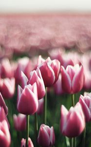 Preview wallpaper tulips, flowers, plantation, greenery