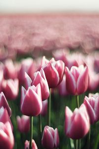 Preview wallpaper tulips, flowers, plantation, greenery