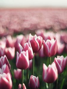 Preview wallpaper tulips, flowers, plantation, greenery