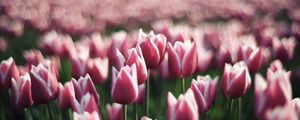 Preview wallpaper tulips, flowers, plantation, greenery