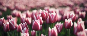 Preview wallpaper tulips, flowers, plantation, greenery