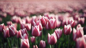 Preview wallpaper tulips, flowers, plantation, greenery